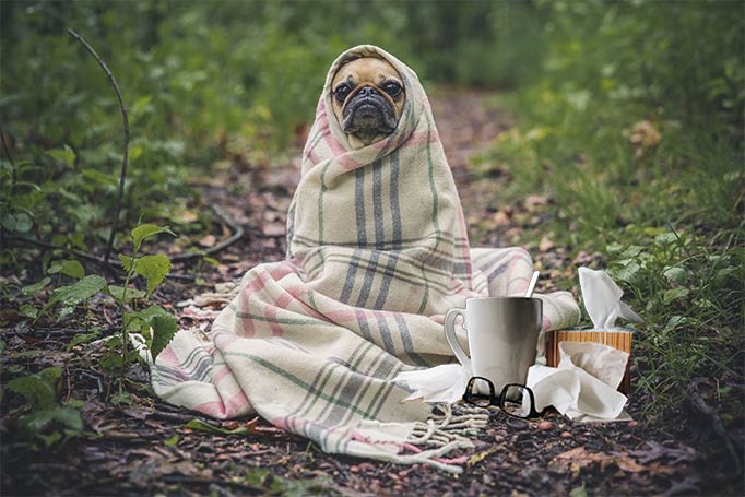 Image of Cold & Flu season.  A dog was covering with a blanket. 