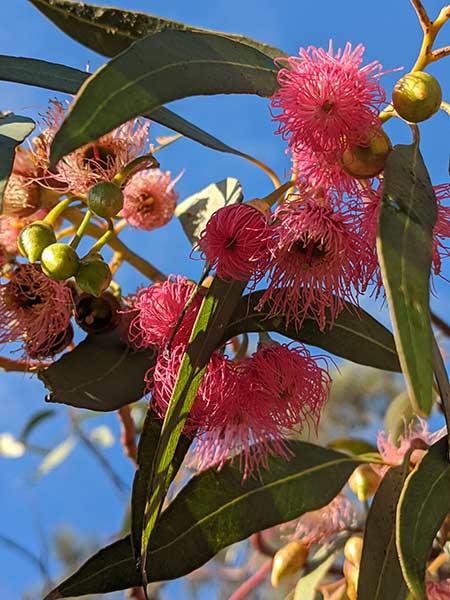 Gumnut flower